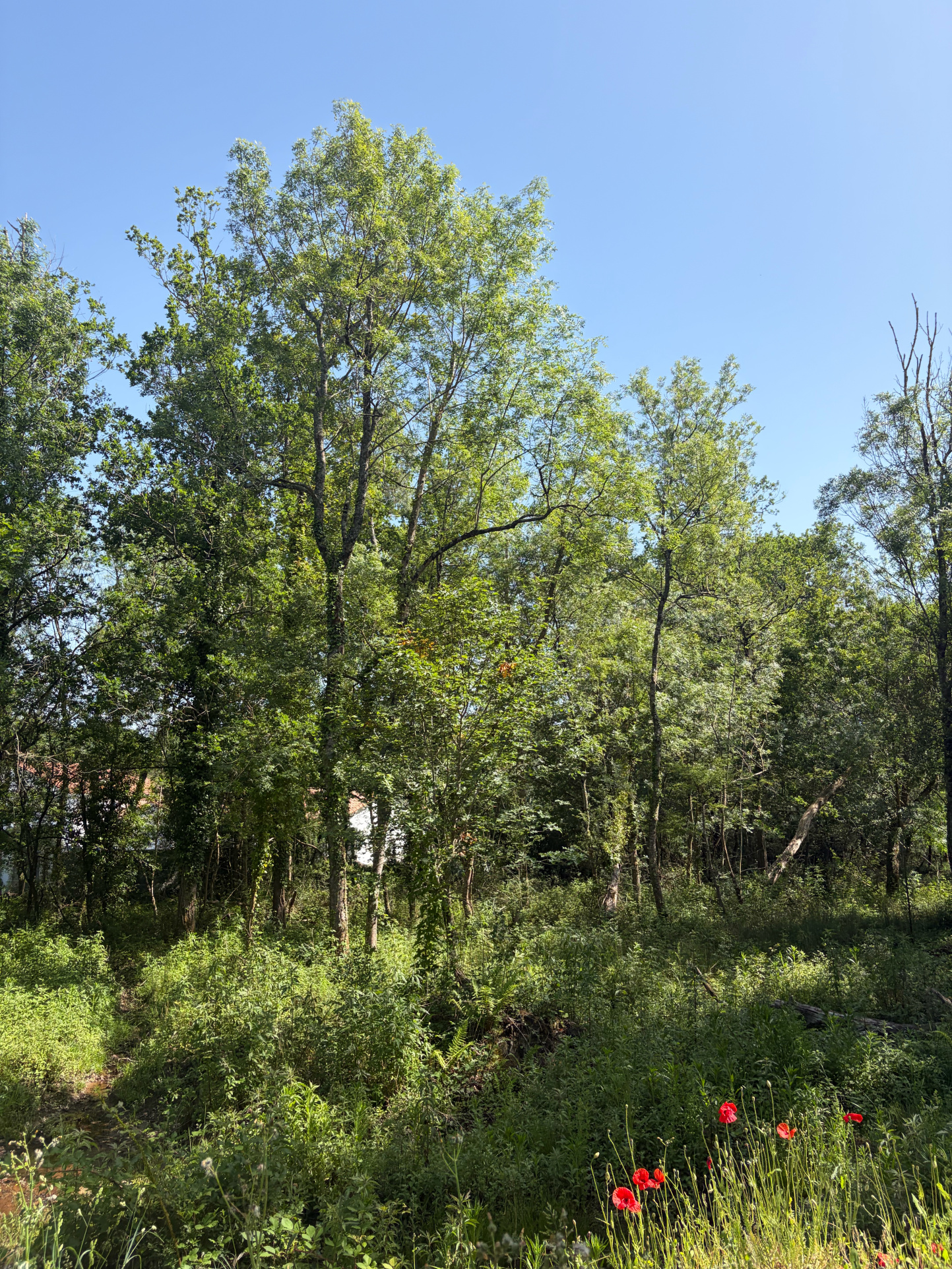 Agence immobilière de Jean-Jacques SEVESTRE