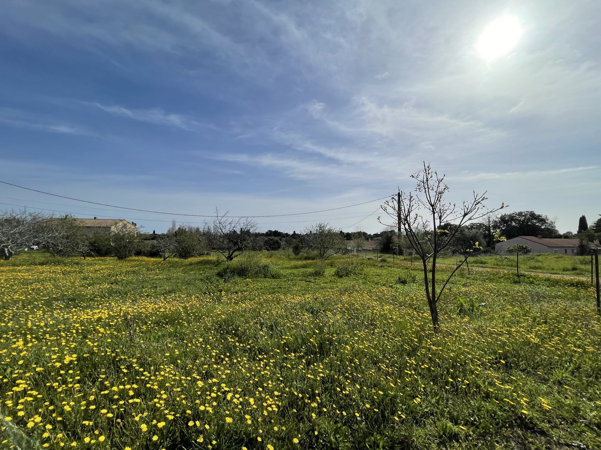 Terrain plat de 1100 m2 sur la commune de Cervione 